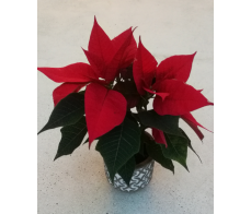 FH59little christmas spirit0from $50 M:$70 L:$99