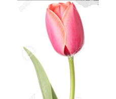 FD007-TUILP from $8/stem:M:$10:L:$15(minum 3stems)