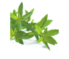 FD006-GREEN Leaves from $6/stem;M:$9;L:$15( minum 3stems)