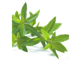 FD006-GREEN Leaves from $6/stem;M:$9;L:$15( minum 3stems)