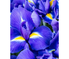 FD005-IRIS  $6/stem(minum 3stems)