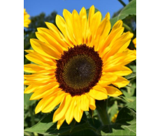 FD001_sunflower from $8/stem ;M:$10;L:$15(minum3stems)
