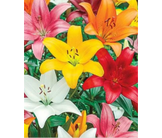 FD003_lily from $9/stem;M:$12;L:$18(minum3stems)