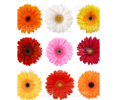 FD004_gerbary from $6/stem;M:$9;L:$12(minum 3stems)