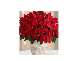 FC001_ red poinsettia plant from $99.999(3 stems) M: $149.99(5stems);L:over$249.99(over 7stems)XL:$499(over10stems)