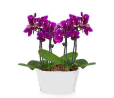 FP002-ORCHIDS PLANT FROM $79.99(1_2stem) M:$99.99(2_3stem)L:$149.99(3_5) XL :OVER$249(over 5 stems)