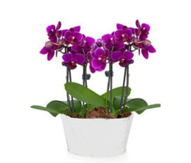 FP002-ORCHIDS PLANT FROM $79.99(1_2stem) M:$99.99(2_3stem)L:$149.99(3_5) XL :OVER$249(over 5 stems)