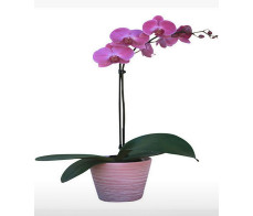 FP001-orchid plant(white&pink)from $59.99;M:$80;L:$99.99