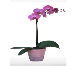 FP001-orchid plant(white&pink)from $59.99;M:$80;L:$99.99