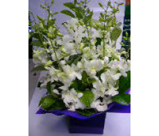 FM054(orchid box)from $39.99;M:$59.99;L:$80choose colour from white,blue&pink.