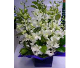 FM054(orchid box)from $39.99;M:$59.99;L:$80choose colour from white,blue&pink.