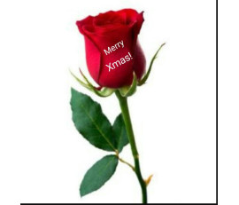 FD002_rose from $8/stem M:$10;L:$18(minum 24 stems)