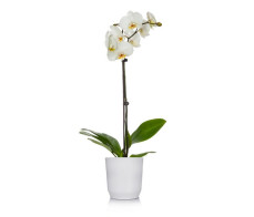 FR085_Gorgeous orchid plant.