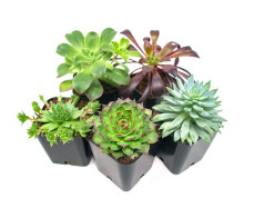 Fm199( succulent arrangement FROM $50 M:$70 L:99 )