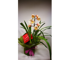 FM117(orchid planet& chocolate)