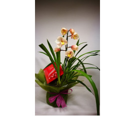 FM117(orchid planet& chocolate)